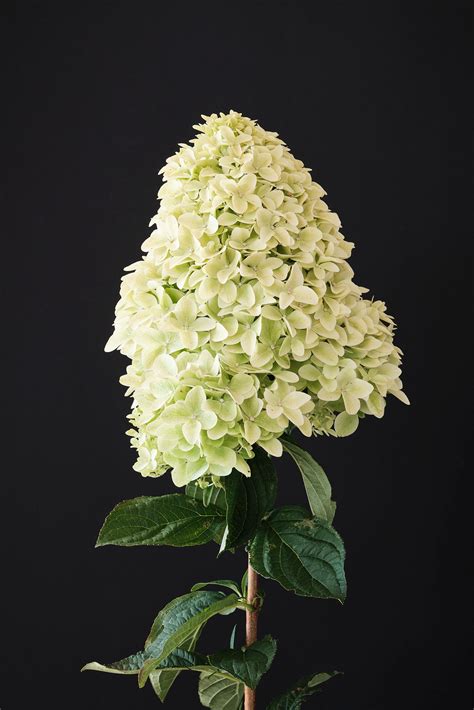 Magical candle adorned with hydrangea